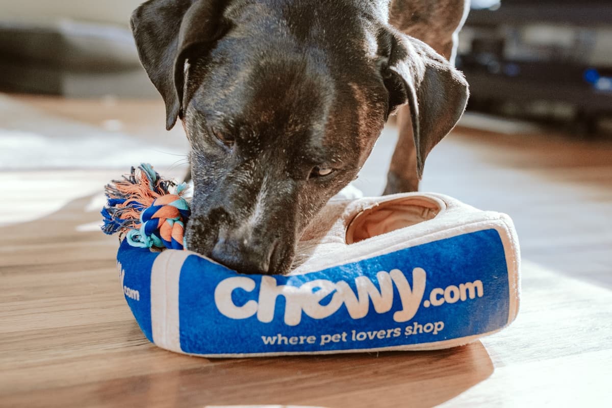 Зоогостиницы и передержки